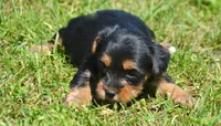 Yvonne Yorkie FM4, a female Yorkshire Terrier for sale in Kendallville, IN – 3 of 6