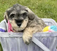 Marty Mini Schn M2, a male Miniature Schnauzer for sale in Kendallville, IN – 1 of 5