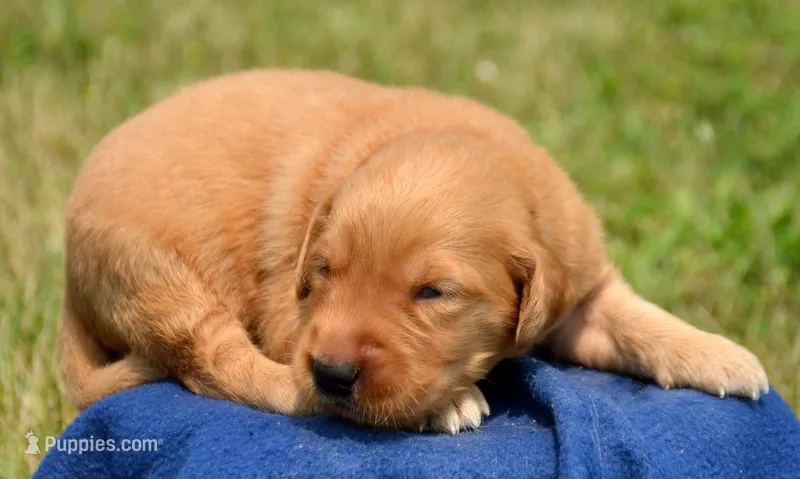 Gizmo GR M5 – Golden Retriever puppy for sale in Kendallville, IN