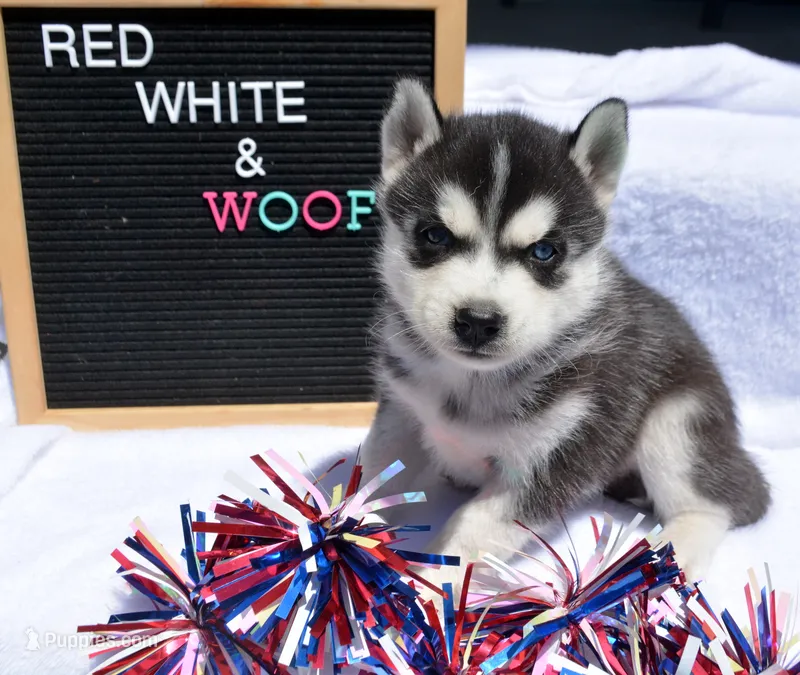 Hank Husky – Siberian Husky puppy for sale in Kendallville, IN