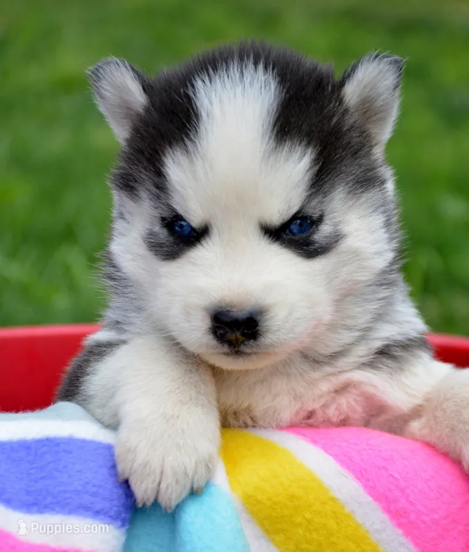 Harper Husky FM 2 – Siberian Husky puppy for sale in Kendallville, IN