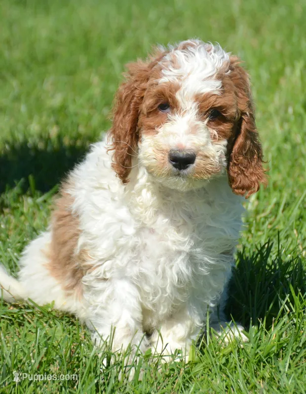 Perry Mini Poodle M2-3 – Poodle - Miniature  puppy for sale in Kendallville, IN