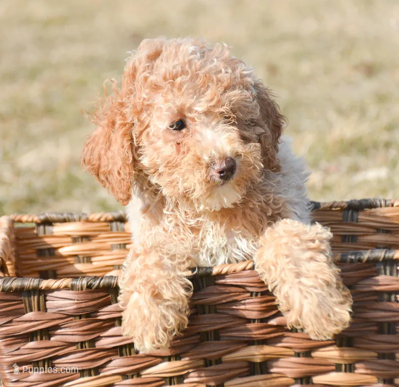 Portia Mini Poodle Fm5