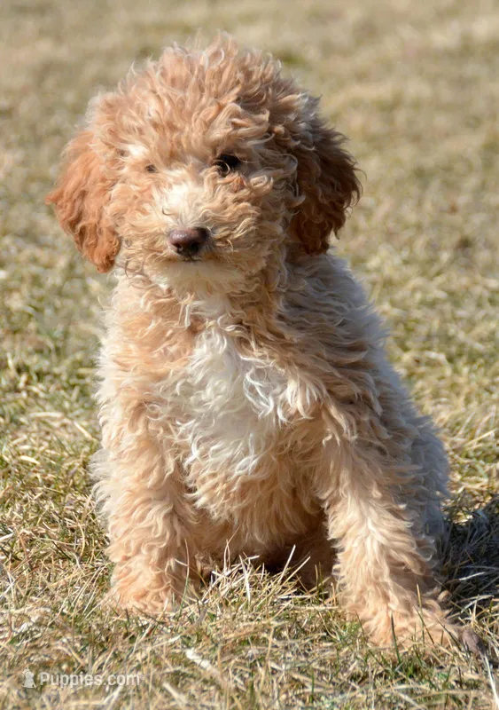 Portia Mini Poodle Fm5 – Poodle - Miniature  puppy for sale in Kendallville, IN