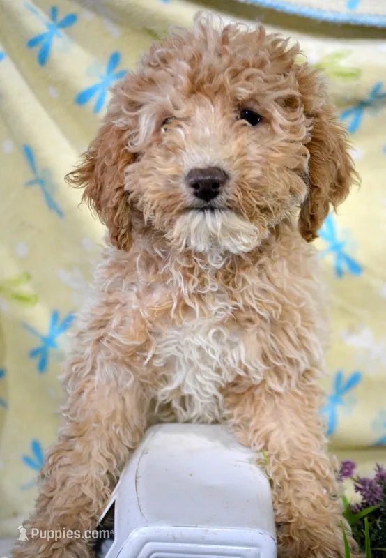 Portia Mini Poodle Fm5