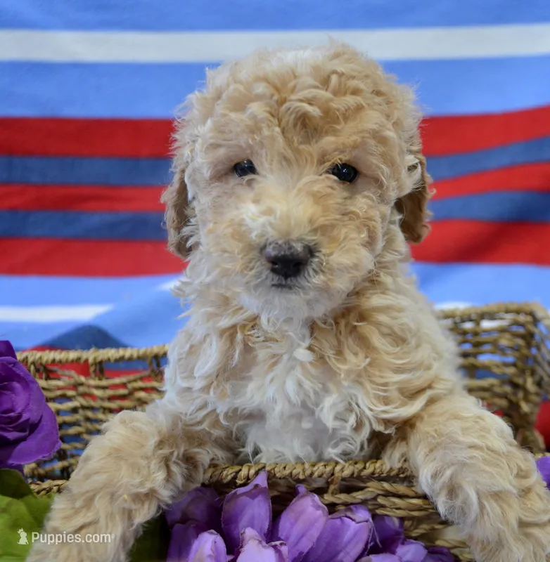 Portia Mini Poodle Fm5