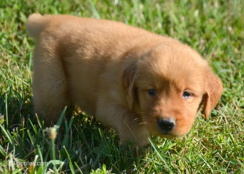 Gunner GR M3 – Golden Retriever puppy for sale in Kendallville, IN