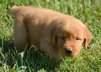 Gunner GR M6, a male Golden Retriever for sale in Kendallville, IN – 2 of 6