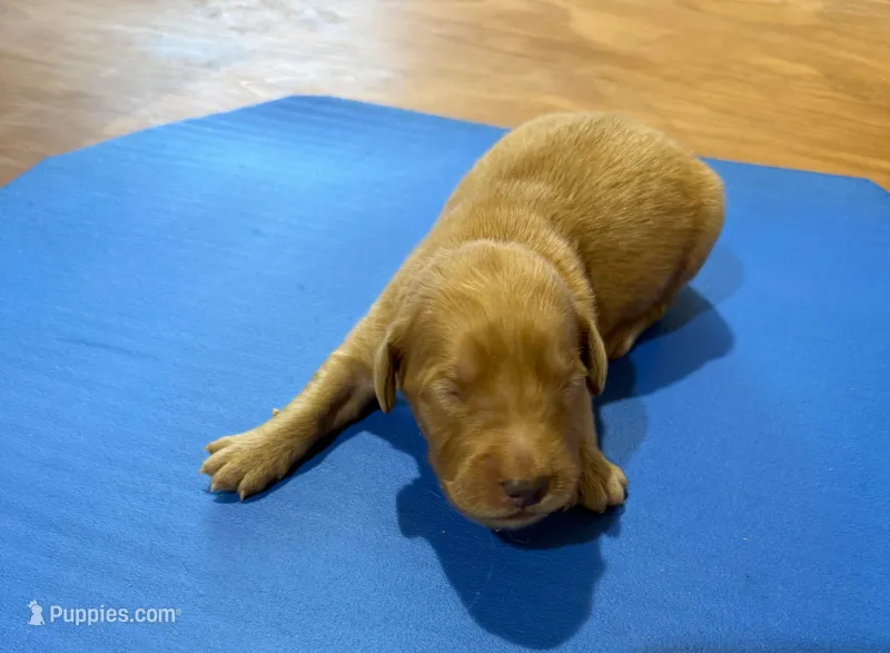 Gordy GR M6 – Golden Retriever puppy for sale in Kendallville, IN
