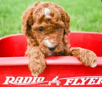 Phil Mini Poodle M2-2, a male Poodle - Miniature  for sale in Kendallville, IN – 1 of 1