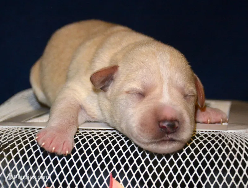 Mollie Mini Schn, a female Miniature Schnauzer for sale in Kendallville, IN – Photo 1 of 1