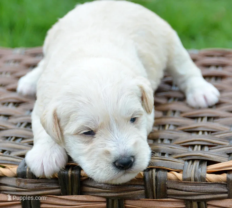 Mollie Mini Schn – Miniature Schnauzer puppy for sale in Kendallville, IN