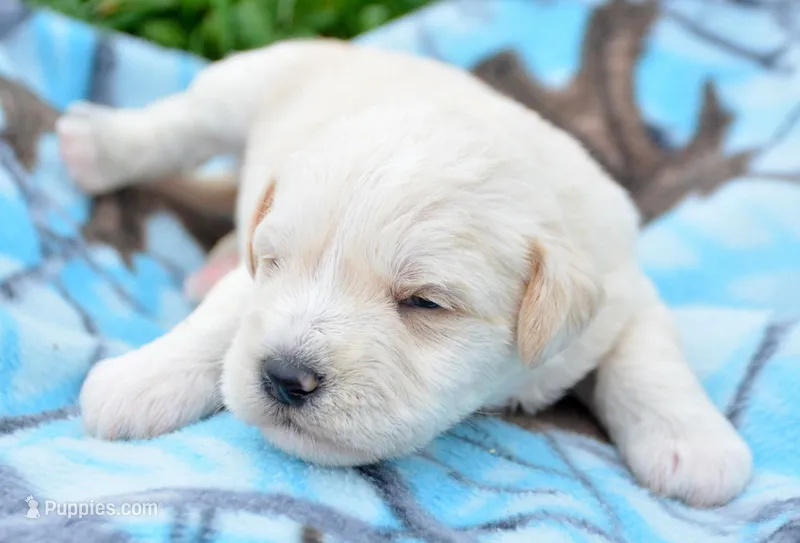 Mollie Mini Schn – Miniature Schnauzer puppy for sale in Kendallville, IN