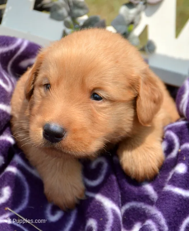 Gary GR M4 – Golden Retriever puppy for sale in Kendallville, IN