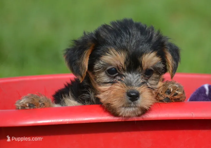 Yvette Yorkie FM3 – Yorkshire Terrier puppy for sale in Kendallville, IN