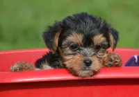 Yvette Yorkie FM3, a female Yorkshire Terrier for sale in Kendallville, IN – 1 of 6