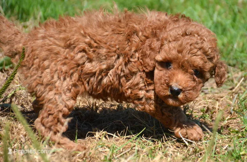 Piper Mini Poodle F2 – Poodle - Miniature  puppy for sale in Kendallville, IN