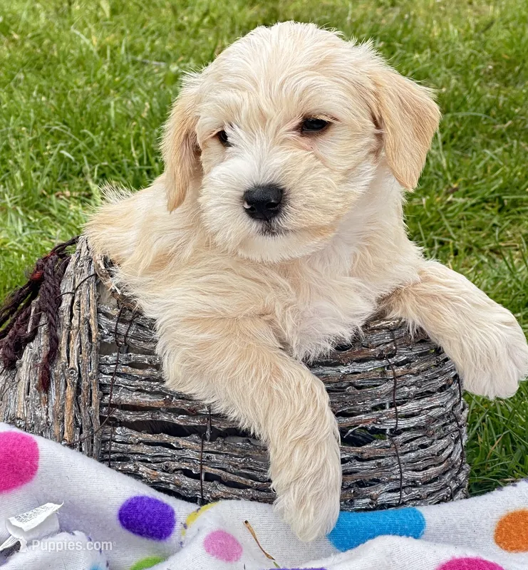Maverick Mini Schn M3 – Miniature Schnauzer puppy for sale in Kendallville, IN