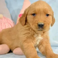 Gage Golden Male 2, a male Golden Retriever for sale in Kendallville, IN – Photo 8 of 8