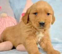 Golden Male 2, a male Golden Retriever for sale in Kendallville, IN – Photo 3 of 3