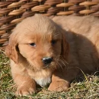 Gage Golden Male 2, a male Golden Retriever for sale in Kendallville, IN – Photo 5 of 8