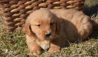 Gage Golden Male 2, a male Golden Retriever for sale in Kendallville, IN – Photo 1 of 4