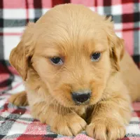 Gage Golden Male 2, a male Golden Retriever for sale in Kendallville, IN – Photo 6 of 8