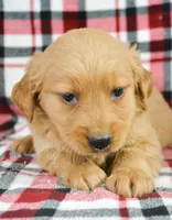 Golden Male 2, a male Golden Retriever for sale in Kendallville, IN – Photo 1 of 3