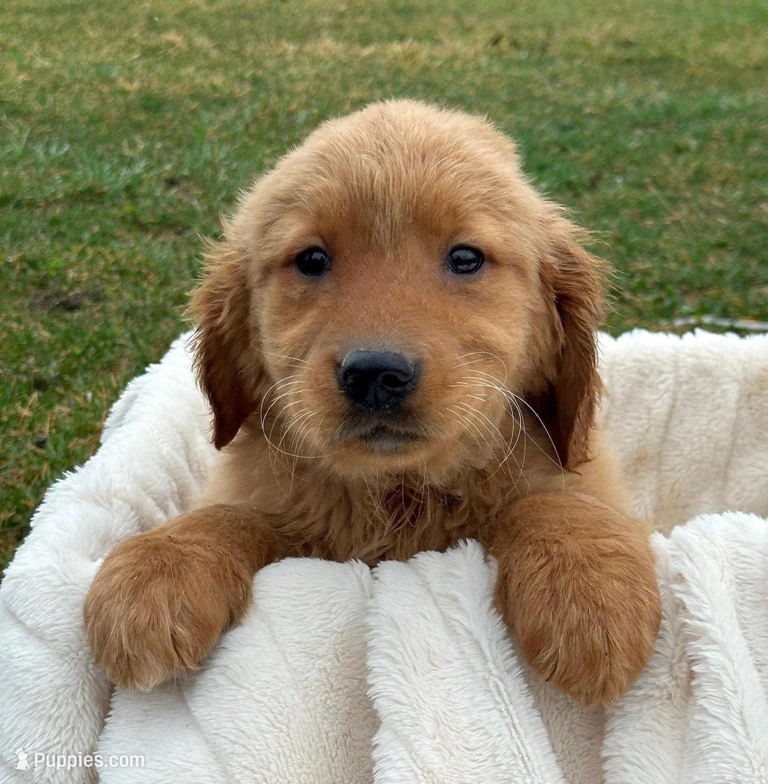 Gage Golden Male 2 – Golden Retriever puppy for sale in Kendallville, IN