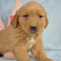 Gage Golden Male 2, a male Golden Retriever for sale in Kendallville, IN – Photo 7 of 8