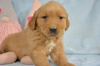 Golden Male 2, a male Golden Retriever for sale in Kendallville, IN – Photo 2 of 3