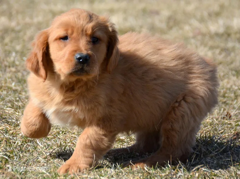 Gage Golden Male 2 – Golden Retriever puppy for sale in Kendallville, IN