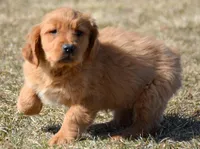 Gage Golden Male 2, a male Golden Retriever for sale in Kendallville, IN – Photo 3 of 8
