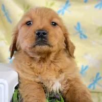 Gage Golden Male 2, a male Golden Retriever for sale in Kendallville, IN – Photo 4 of 8