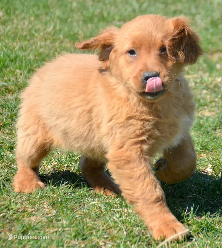 Gage Golden Male 2 – Golden Retriever puppy for sale in Kendallville, IN