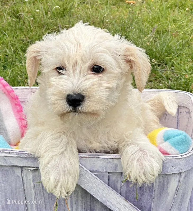 Mollie Mini Schn – Miniature Schnauzer puppy for sale in Kendallville, IN