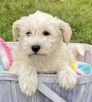 Mollie Mini Schn, a female Miniature Schnauzer for sale in Kendallville, IN – 1 of 5