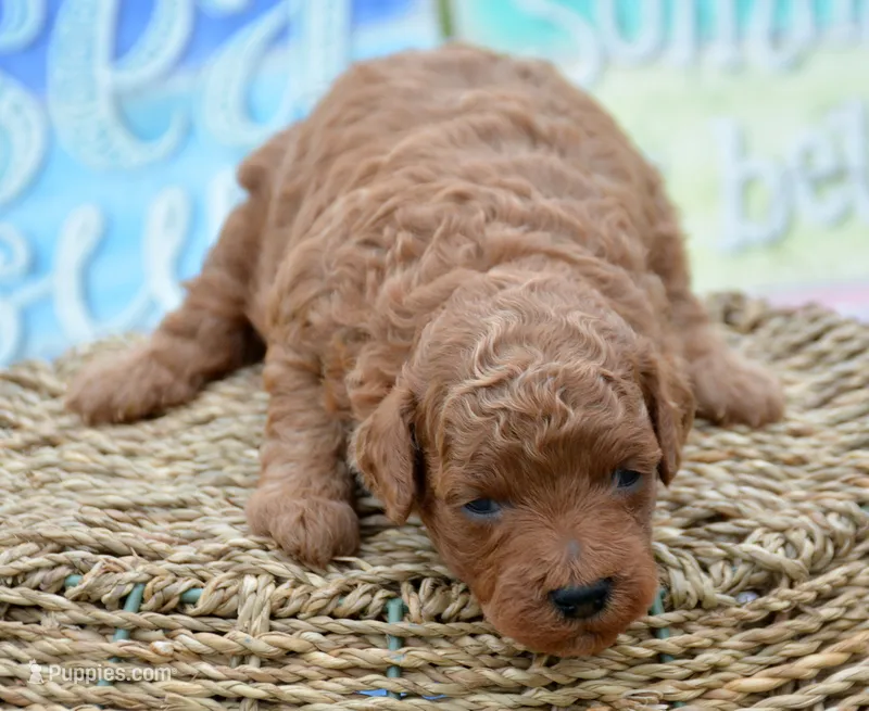 Piper Mini Poodle F2 – Poodle - Miniature  puppy for sale in Kendallville, IN