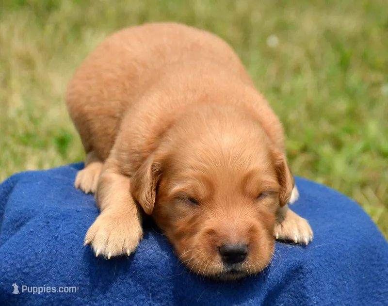 Gus GR M2 – Golden Retriever puppy for sale in Kendallville, IN