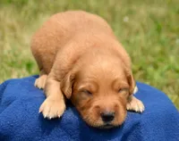 Gus GR M4, a male Golden Retriever for sale in Kendallville, IN – 5 of 6