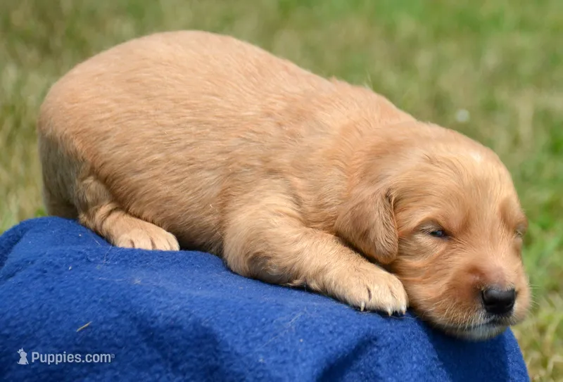 Gordy GR M6 – Golden Retriever puppy for sale in Kendallville, IN