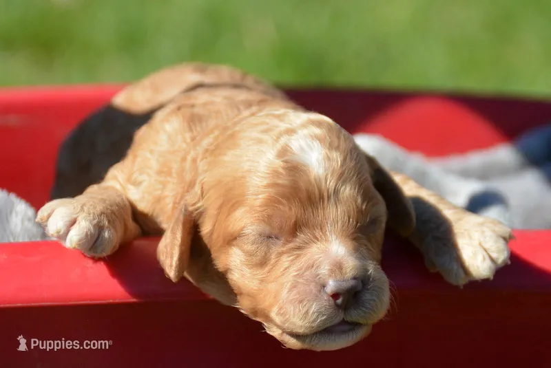 Carla Mini Cockapoo F3 – Cockapoo puppy for sale in Kendallville, IN
