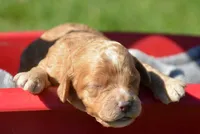 Carla Mini Cockapoo F3, a female Cockapoo for sale in Kendallville, IN – 1 of 1