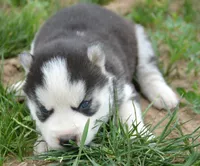 Harper Husky FM 2, a female Siberian Husky for sale in Kendallville, IN – 2 of 2