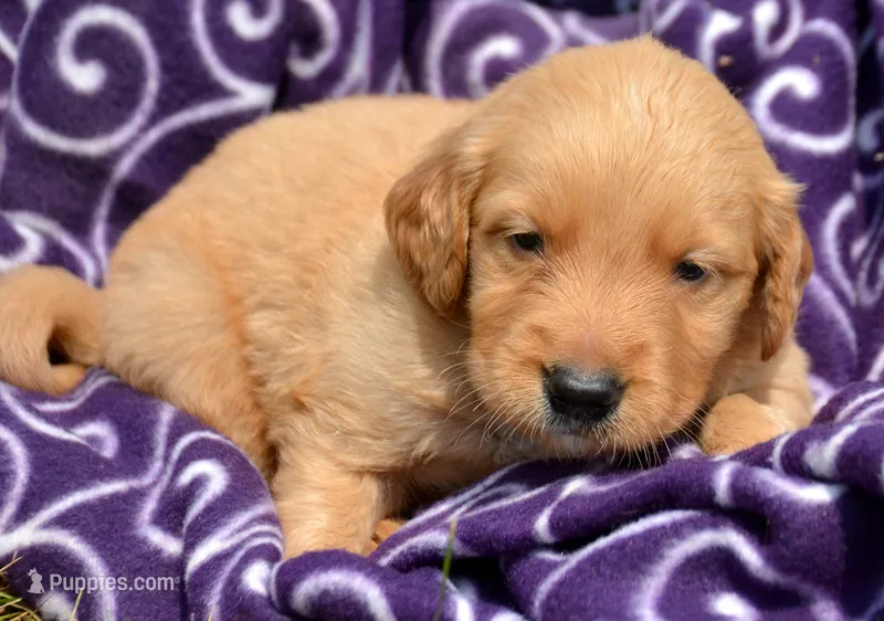 Gordy GR M6 – Golden Retriever puppy for sale in Kendallville, IN