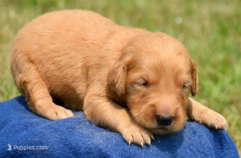 Gunner GR M3 – Golden Retriever puppy for sale in Kendallville, IN