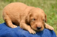 Gunner GR M6, a male Golden Retriever for sale in Kendallville, IN – 5 of 6