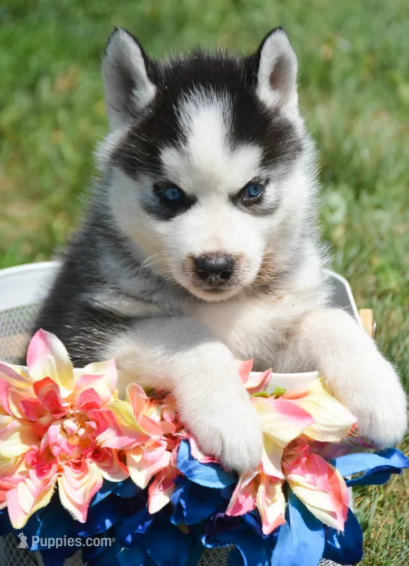 Harper Husky FM 2 – Siberian Husky puppy for sale in Kendallville, IN
