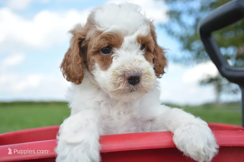 Pam Mini Poodle F2-6 – Poodle - Miniature  puppy for sale in Kendallville, IN