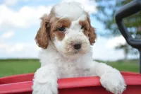 Pam Mini Poodle F2-6, a female Poodle - Miniature  for sale in Kendallville, IN – 1 of 1